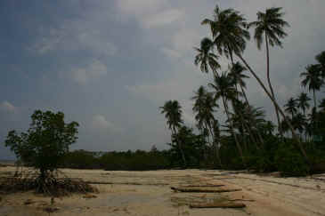 IMG_0205.JPG (82985 bytes)