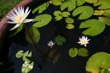 IMG_0440.JPG (84789 bytes)