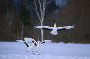 S0008.jpg (120694 bytes)