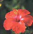 hibiscus.jpg (3466 bytes)