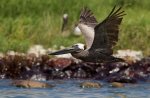 A_Pelican.jpg (984659 bytes)